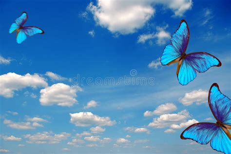 Butterflies Flying In The Sky