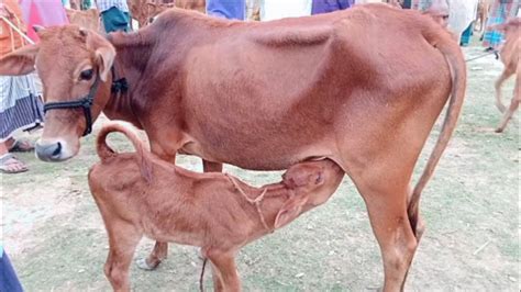 ৭দিন বয়সের বাছুর সহ দেশি গাভী গরুর দাম দর কত বিস্তারিত জানুন ‌। Youtube