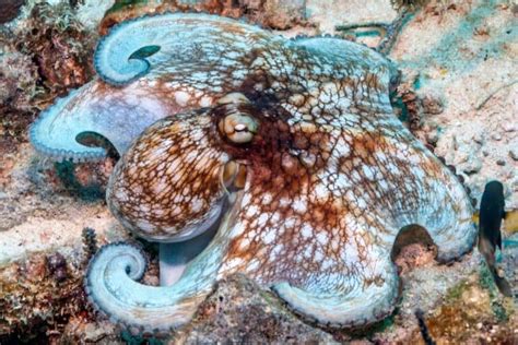 Squid Vs Octopus What Are The Differences