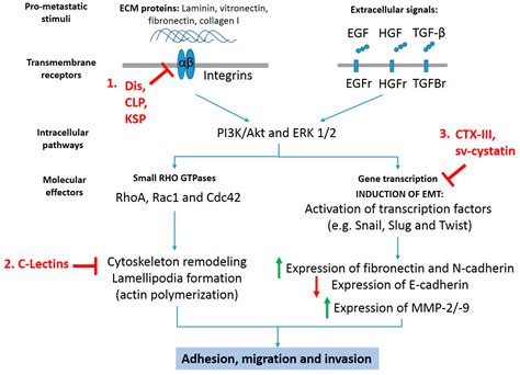 Toxins Free Full Text Targeting Metastasis With Snake Toxins