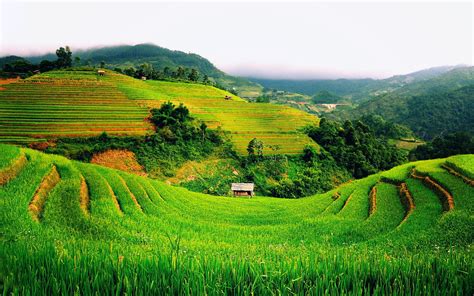 Rice Terraces Nature Landscape Grass Field HD Wallpaper Wallpaper