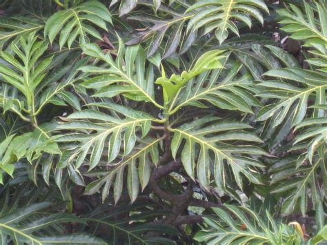 Plant Of The Month For July Ulu West Hawaii Today