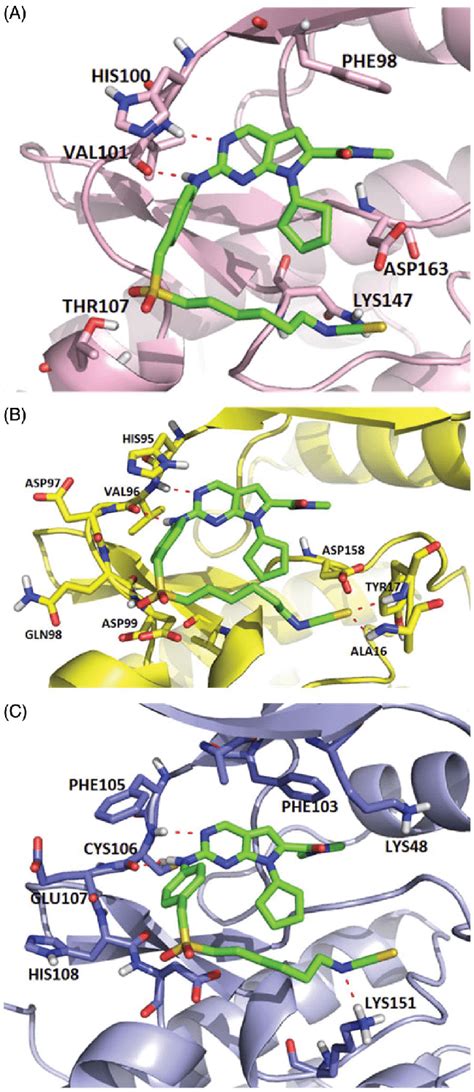 Representation Of The Predicted Binding Modes Of Compound X With Cdks