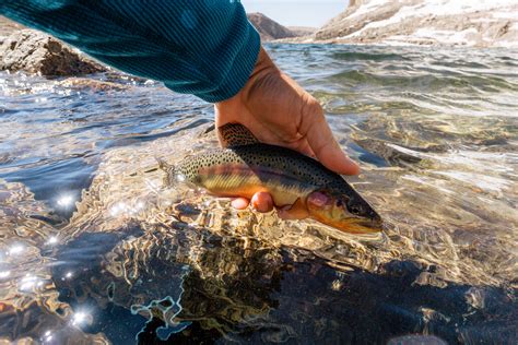 Backpacking In The Southern Sierra For Golden Trout Aspiring Wild