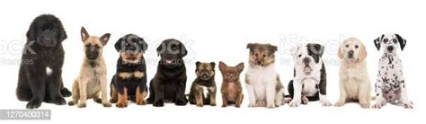 Large Group Of Ten Different Kind Of Breed Puppies On A White