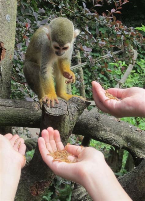 Der Serengeti Park In Hodenhagen Anerkannter Au Erschulischer Lernort