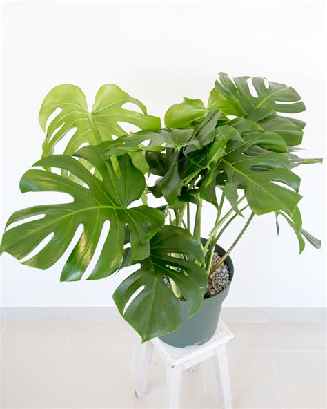 Monstera Deliciosa Costela De Ad O Urban Jungle