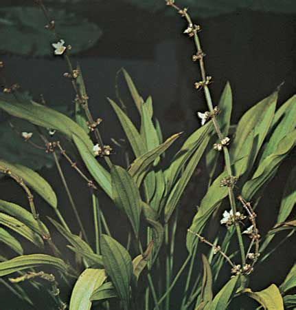 Burhead | Aquatic Plant, Marsh Plant, Wetland Plant | Britannica