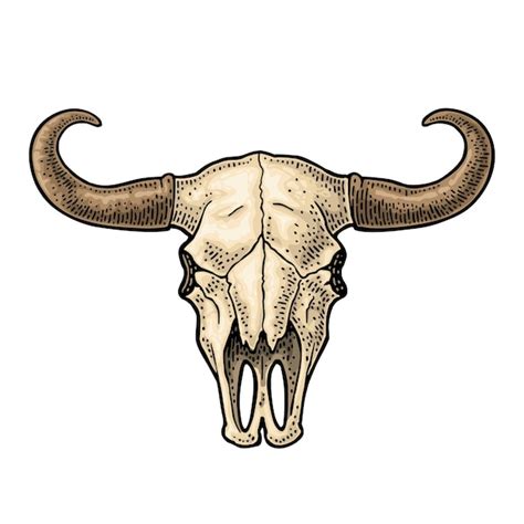 Premium Vector Bull Skull With Horns Vintage Color Vector Engraving