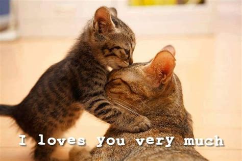 Kitten Love You ️😻🐈 Cats Kittens Funny Cat Memes