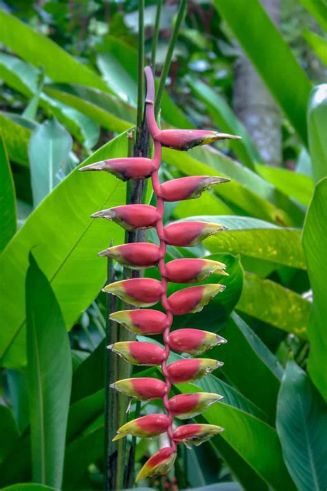 5 Plants That Look Like Banana Trees ProGardenTips