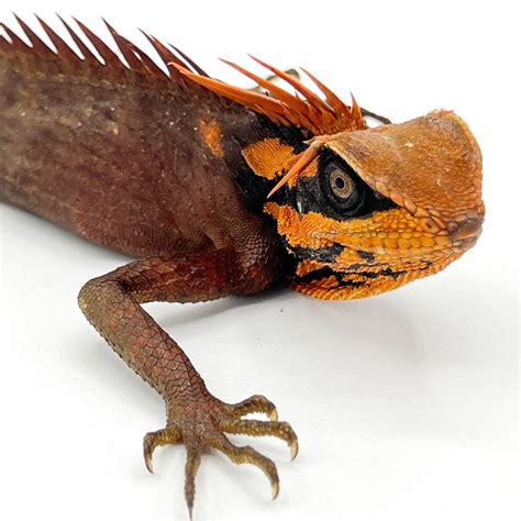 Red Natal's Mountain Horn Lizard - Adult