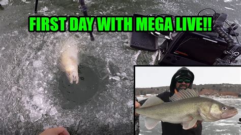 Ice Fishing First Ice 30 Walleye On The Mega Live Youtube