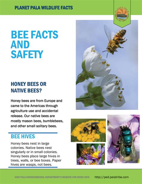 Planet Pala Wildlife Tips Bee Facts And Safety Pala Environmental