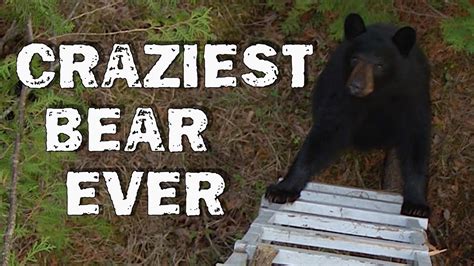 Craziest Bear Encounter Ever Best Of Animals Youtube