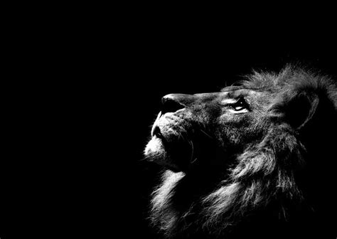 Lion Black And White Angry Lion Hd Wallpaper Pxfuel