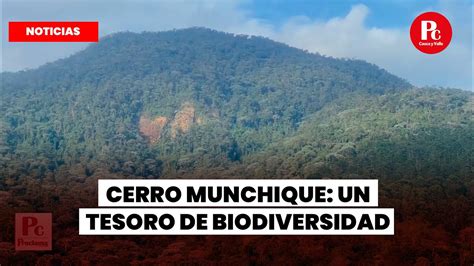 Cerro Munchique Un Tesoro De Biodiversidad En Santander De Quilichao