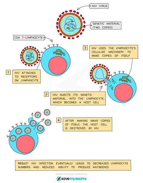 AQA A Level Biology复习笔记2 6 3 HIV 翰林国际教育