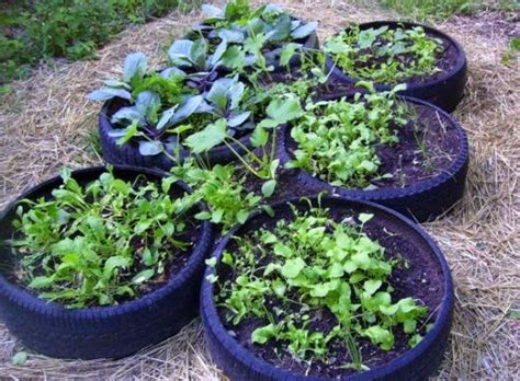 "Recycled car/truck Tire Gardens" - VeggieBoards