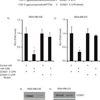 CcND1 As Target Of Mir 1296 A The Seed Sequence Of MiR 1296 Is