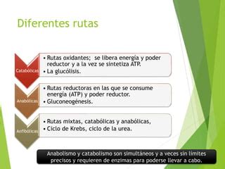 Rutas Metabolicas Anabolismo Y Catabolismo Ppt