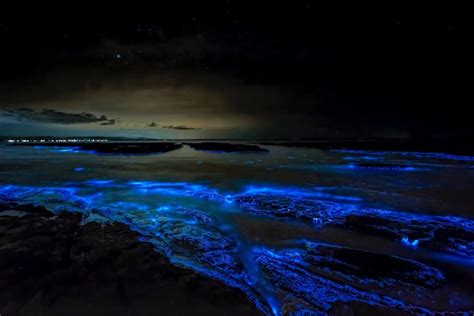 Holbox Recorrido Privado Por La Playa De La Bioluminiscencia En Carro