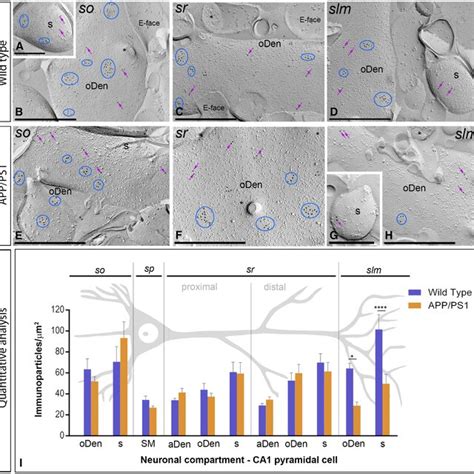 Subcellular Localization Of Gabab In The Hippocampus In Wildtype And