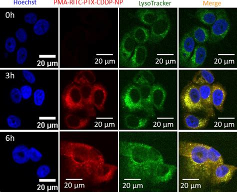 Confocal Laser Scanning Microscopy Clsm Images Of Mcf Cells Treated