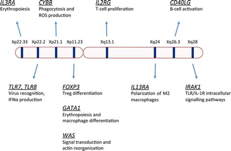 X Linked Genes Involved In Innate Immunity Several Genes Involved In