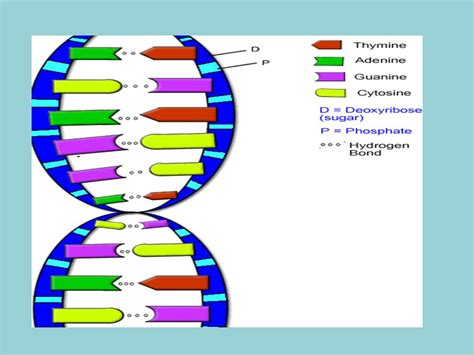 Dna Double Helix Coloring Worksheet 11 Flipbook By Theresa