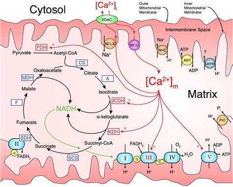 Mitochondrial Calcium And The Regulation Of Metabolism In The Heart