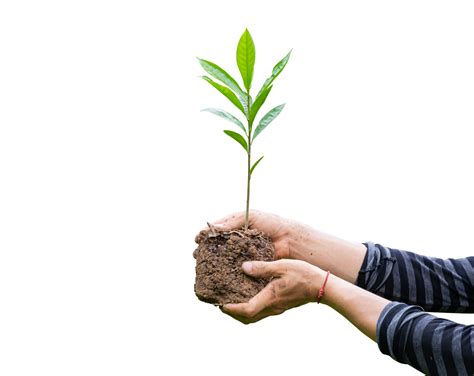 Tree Plant In Hand Isolated Dicut Photos Png