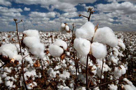 Cotton Cultivation