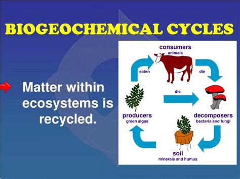 Ppt Biogeochemical Cycles Powerpoint Presentation Free Download Id