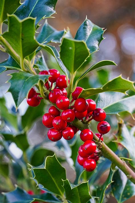 Ostrokrzew Meservy Blue Angel Ilex meserveae Kraśnik Sklep