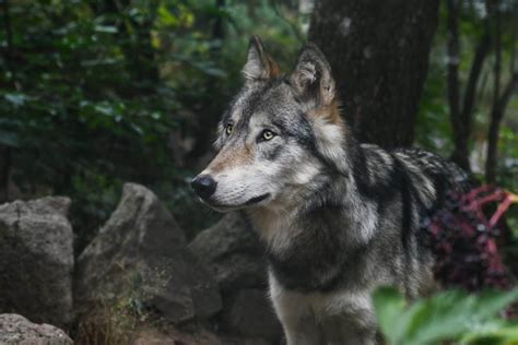 Le Loup Dans Le Morvan Journallemand