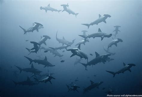 Interesting facts about hammerhead sharks | Just Fun Facts