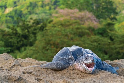 What S Holding Back The Leatherback The State Of The World S Sea