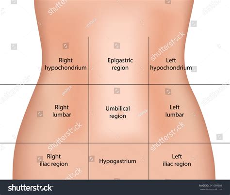 Abdominal Regions Stock Vector Illustration 241069693 Shutterstock