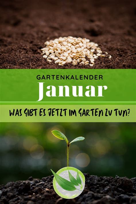 Gartenarbeiten im Januar säen ernten pflegen Gartenkalender