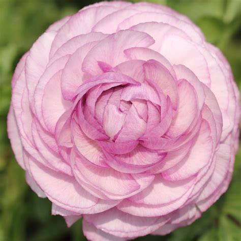 Ranunculus Asiaticus Seeds Pcs Pack