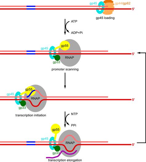 Proposed Model Of Gp45 Dependent Transcription Activation Gp45 Is