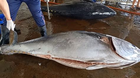 Bluefin Tuna Knife Worth 10000 Cutting Bluefin Tuna Like As Cutting