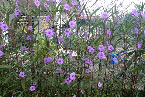 Diari Seorang Suri Pokok Bunga Purple