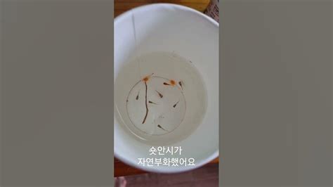 막구피어항에서 숏안시가 자연부화했어요 어항관리어항꾸미기치어관리 Youtube