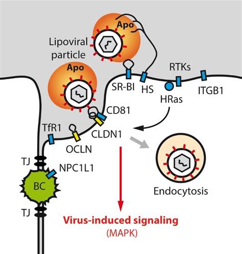 Hepatitis Entry