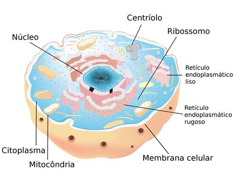 Células Do Corpo Humano Que Não Possuem Núcleo