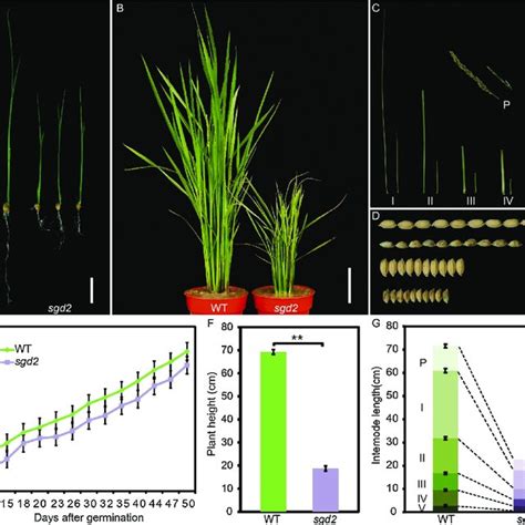 Phenotypic Comparison Of The Wild Type WT And The Sgd2 Mutant A