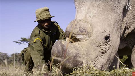 Saving The World’s Last 3 Northern White Rhino | HuffPost