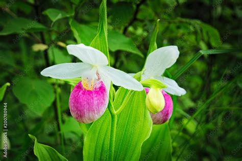 Showy Lady S Slipper Cypripedium Reginae Also Known As Pink And